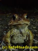 /home//u458753944/public_html/sourcegallery//Roxborough Toad Detour/2021/2021-03-31/P3310125.JPG